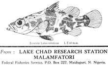 A juvenile Nile perch (Lates niloticus), postcard drawing by Mrs. Hopson, 1966, Lake Chad Research Station, Malamfatori, Nigeria