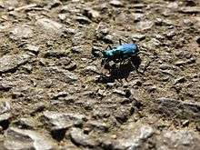 A Megacephala carolina that was found in Connecticut. It has large, bulging eyes, an iridescent shell, white colored spots, and long, slender mandibles— all of which are typical for Tiger beetles.