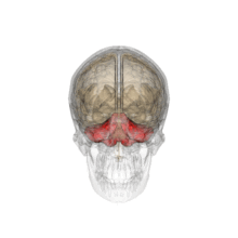 Cerebellum