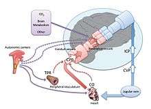 Schematic view of cerebral autoregulation.