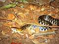 Checkered-keelback in IIT Bombay.JPG