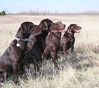 Chocolate Labrador Retrievers.jpg