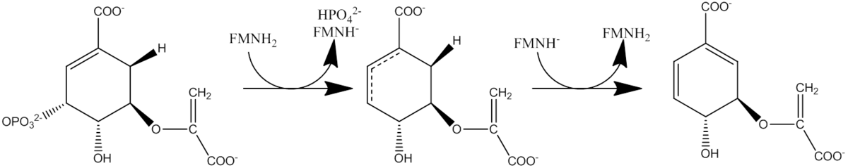 function of chorismate synthase