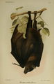 ChristmasIslandFlyingFox-Andrews1900.png