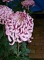 Chrysanthemum morifolium cv2.jpg