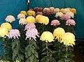 Chrysanthemum morifolium cvs2.jpg