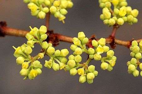 Cissus cornifolia03.jpg