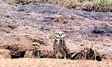 Two owls standing at a burrow.