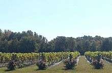 Six rows of grapes with roses on the front of each row, and woods in the background.