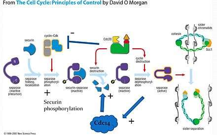 network diagram