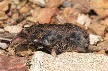 Voracious Shrew