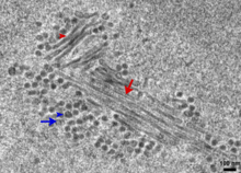 A micrograph showing a cluster of long tubular structures surrounded by assembled round virions, where both types of structure are sometimes full of dense material and sometimes empty.