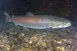 Danube Salmon - Huchen (Hucho hucho) swimming against the current underwater in the Drina river.