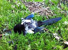 A dead magpie