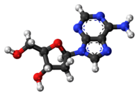 Ball-and-stick model of the deoxyadenosine molecule