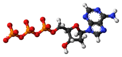 Ball-and-stick model of the deoxyadenosine triphosphate anion