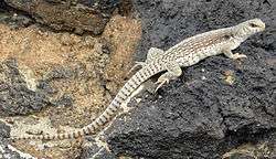 desert iguana sunning on a rock