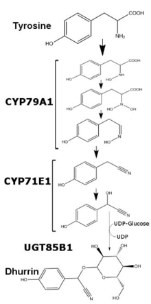 A picture showing the enzymatic roles in Dhurrin Synthesis.