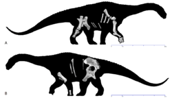 Skeletal restoration of the holotype