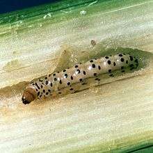 Larva