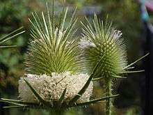 Dipsacus laciniatus flowerhead