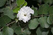 A white flower