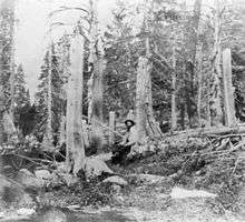 Tree stumps taller than a man, in a forest clearing.