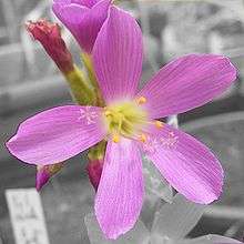 A single open pink flower with five radially symmetrical petals, five stamens with yellow anthers and 3 styles emerging from the center of the flower; several unopened flowers are in the gray background