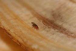 A small fly with red eyes on the skin of a banana