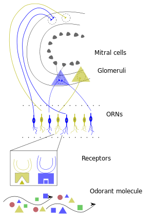 Early Olfactory System