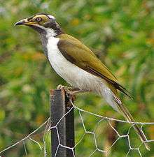 A medium-sized songbird with a khaki eye-patch sits on a fencepost with trees in the background.