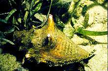 Large sea snail with yellowish shell and protruding eyestalks, with green seagrass on a sandy bottom