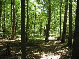 A path through several green trees in dappled sunlight