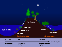 Diagram showing seagrass evolution beginning with Precambrian phytoplankton which begat Silurian red, brown, and green algae,Zostera