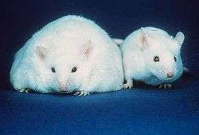 Two white mice both with similar sized ears, black eyes, and pink noses. The body of the mouse on the left, however, is about three times the width of the normal sized mouse on the right.