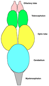 Anatomical diagram showing the pairs of olfactory, telencephalon, and optic lobes, followed by the cerebellum and the mylencephalon