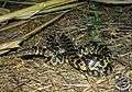 Florida Kingsnake, Lampropeltis getula floridana.jpg