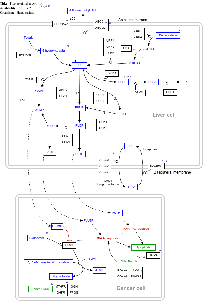 FluoropyrimidineActivity_WP1601