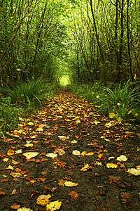 Woodland pathway at Foxley Wood