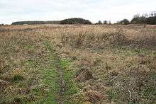 field with rough grasses. Trees beyond