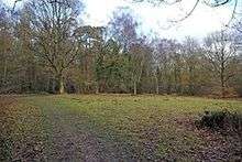 Glade in Whippendell Wood