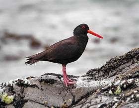 Sooty oystercatcher standing on a rock