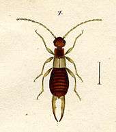 Hagenbach earwig.jpg