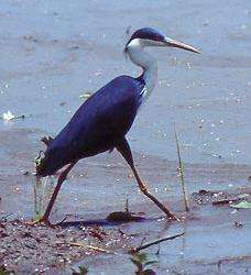 Pied heron striding through shallow water