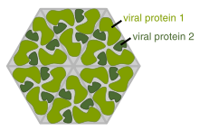 A cartoon showing several identical molecules of protein forming a hexigon