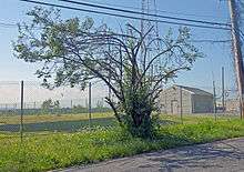 A tall bush with spreading branches on the side of a road in front of the viewer. Behind it is a chainlink fence and a large shadow on the ground; an antenna tower is in the background. Above it are utility wires; part of a wooden pole supporting them is on the right.