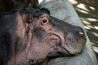 Hippopotamus at Bannerghatta Park, Bangalore.JPG