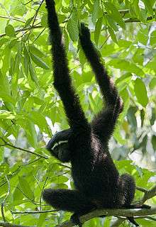 Gibbon in a tree.