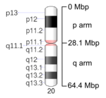 Map of Chromosome 20