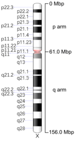 Map of X chromosome